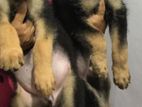 German Shepherd Female Puppies