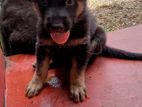 German Shepherd Female Puppies