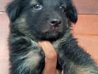 German Shepherd Female Puppies