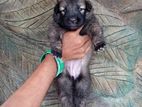 German Shepherd Female Puppies