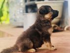 German Shepherd Female Puppies