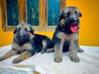 German Shepherd Female Puppies