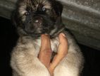 German Shepherd Female Puppies