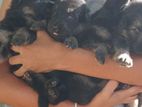 German Shepherd Female Puppies