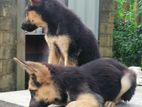 German Shepherd Female Puppies