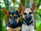 German Shepherd Female Puppies