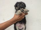 German Shepherd Female Puppy