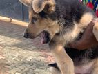 German Shepherd Female Puppy