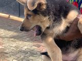 German Shepherd Female Puppy