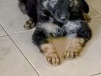 German Shepherd Female Puppy