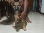 German Shepherd Female Puppy