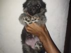 German Shepherd Female Puppy