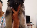 German Shepherd Female Puppy