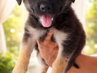German Shepherd Female Puppy