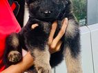 German Shepherd Puppies