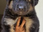 German Shepherd Female Puppy