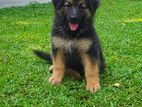 German Shepherd Female Puppy