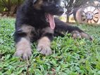 German Shepherd Female Puppy
