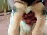 German Shepherd Female Puppy