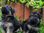 German Shepherd Female Puppies