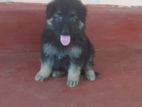 German Shepherd Female puppy