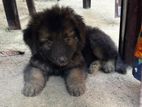 German Shepherd Female Puppy
