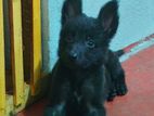 German Shepherd Female Puppy