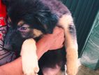 German Shepherd Female Puppy