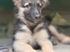 German Shepherd Female Puppy