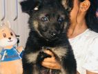 German Shepherd Female Puppy