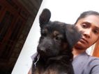 German shepherd female puppy