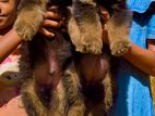 German Shepherd Female Puppy