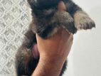 German Shepherd Female Puppy