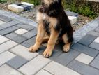 German Shepherd Female Puppy
