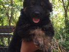 German Shepherd Female Puppy
