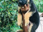 German Shepherd Female Puppy