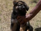 German Shepherd Female Puppy
