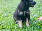 German Shepherd Female Puppy