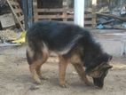 German Shepherd Female Puppy