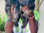 German Shepherd Female Puppies