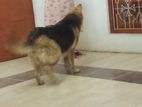 German Shepherd Female