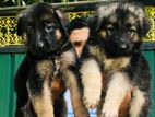 German Shepherd Female Puppy