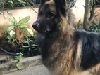 German Shepherd for Crossing
