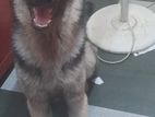 German Shepherd for Crossing