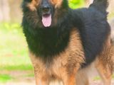 German Shepherd for Crossing