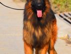 German Shepherd for Crossing