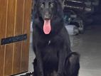 German Shepherd for Crossing