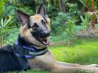 German Shepherd for Crossing