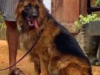 German Shepherd for Crossing
