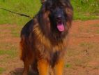 German Shepherd for Crossing